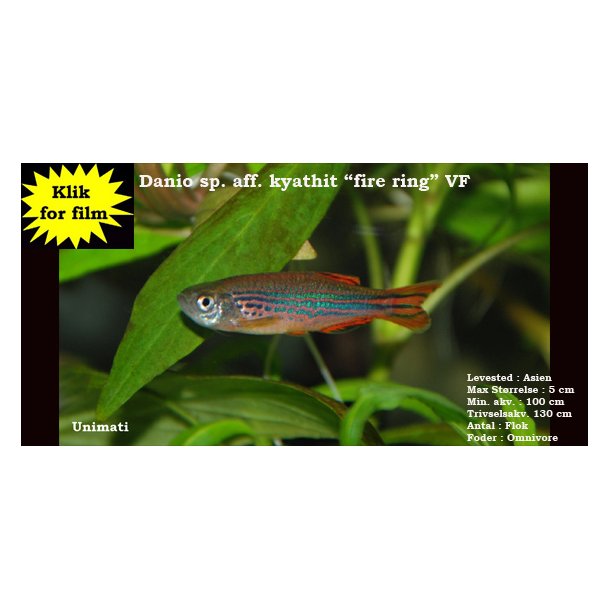Danio sp. aff. kyathit ''fire ring'' VF Barber, Rasbora & Danio