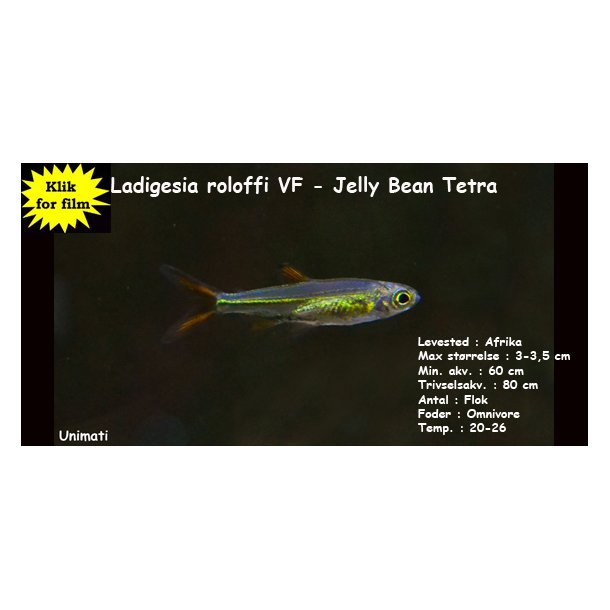 Ladigesia roloffi VF Jelly Bean Tetra Tetra Unimati ApS